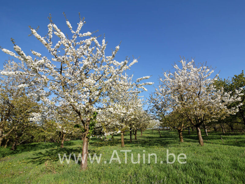 Prunus avium 'Early Rivers' - Kersenboom - Bloei
