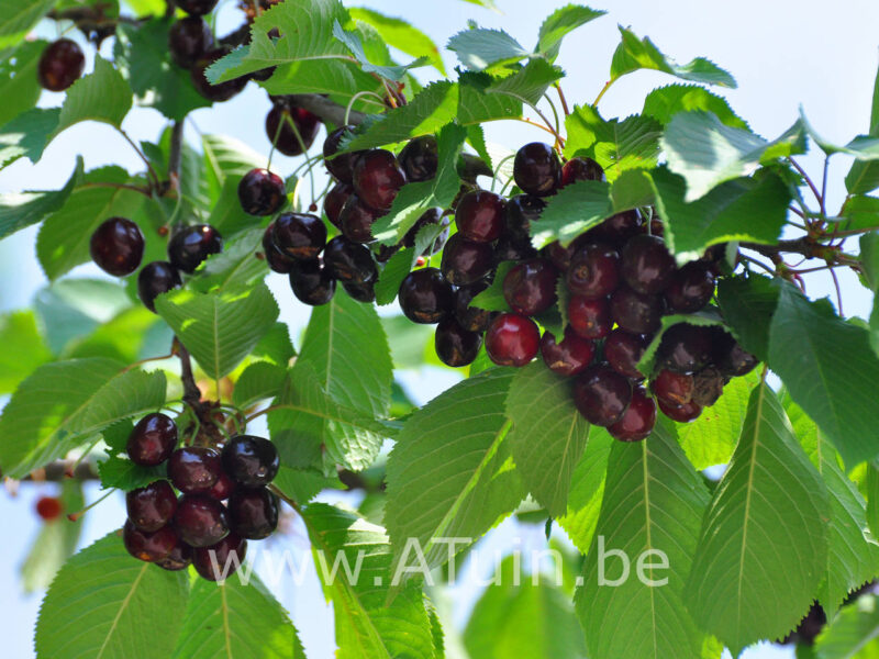 Prunus avium 'Schneider's Späte Knorpelkirsche' - Kersenboom