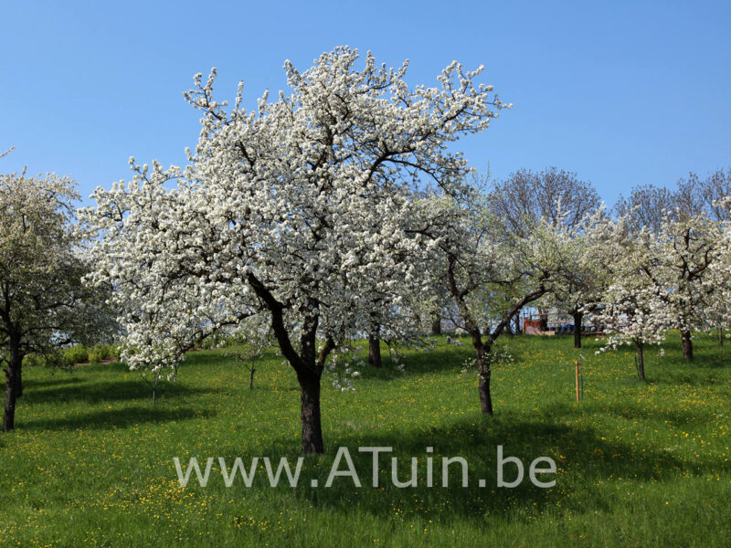 Prunus avium 'Schneider's Späte Knorpelkirsche' - Kersenboom - Bloei