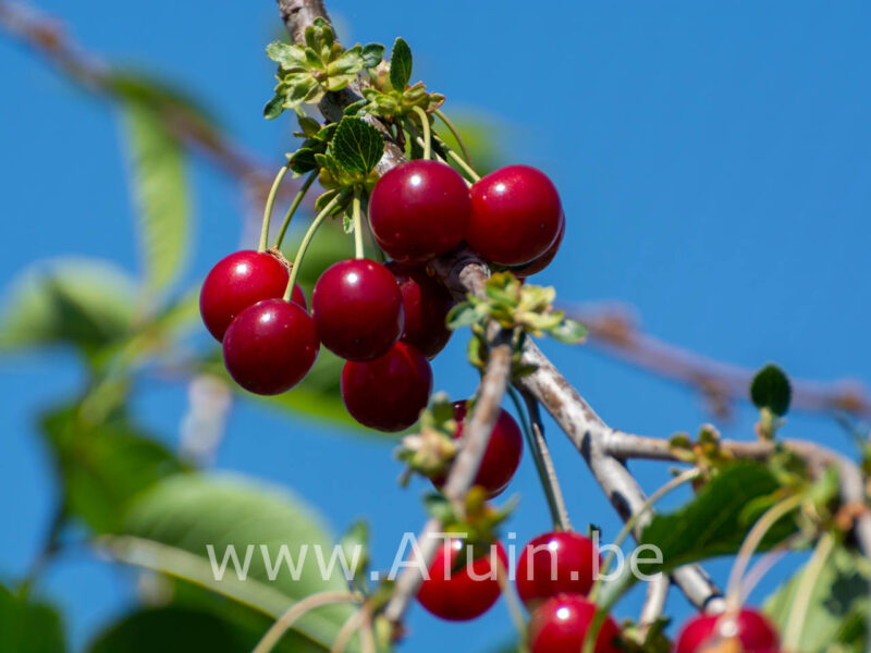 Prunus cerasus 'Anglaise Hâtive' - Dubbele meikers
