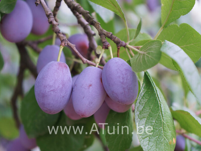 Prunus domestica 'Belle de Louvain' - Pruimelaar