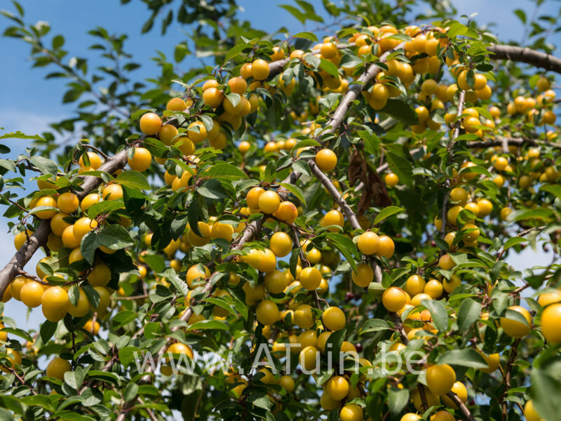 Prunus domestica 'Mirabelle de Nancy' - Pruimelaar