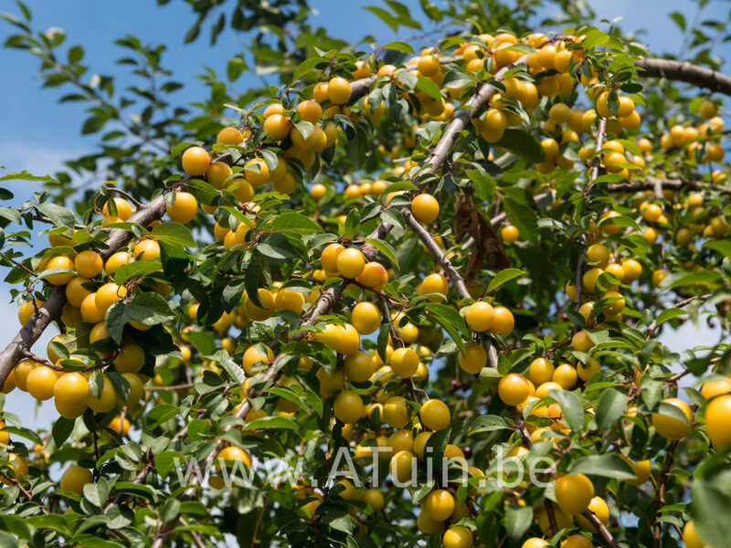 Prunus domestica 'Mirabelle de Nancy' - Pruimelaar
