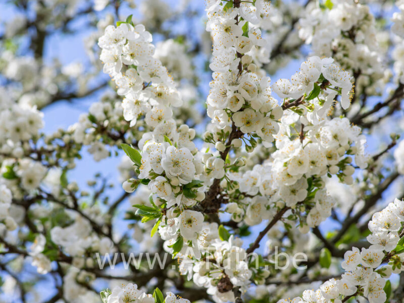 Prunus domestica 'Mirabelle de Nancy' - Pruimelaar - Bloei