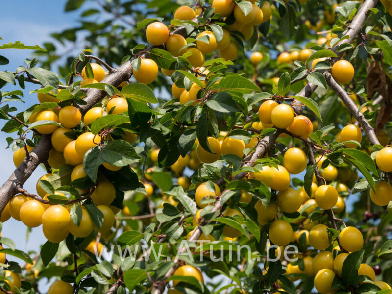 Prunus domestica 'Mirabelle de Nancy' - Pruimelaar