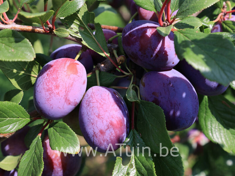 Prunus domestica 'Monsieur Hatif' - Pruimenboom
