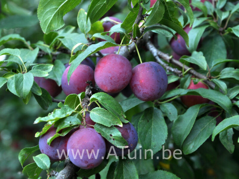Prunus domestica 'Reine Claude d'Althan' - Pruimelaar