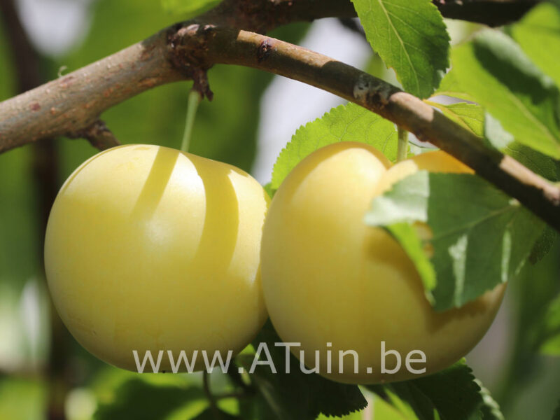 Prunus domestica 'Reine Claude d'Oullins' - Pruimelaar