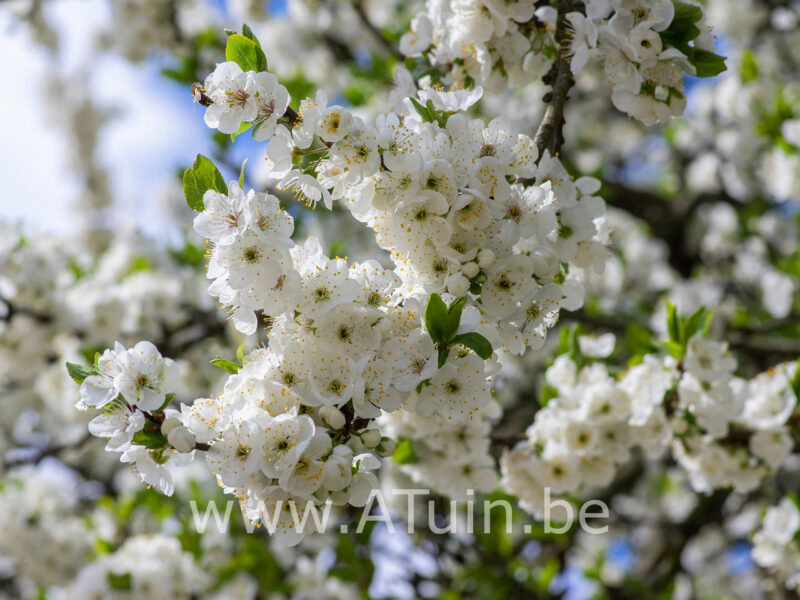 Prunus domestica 'Reine Claude d'Oullins' - Pruimelaar - Bloei