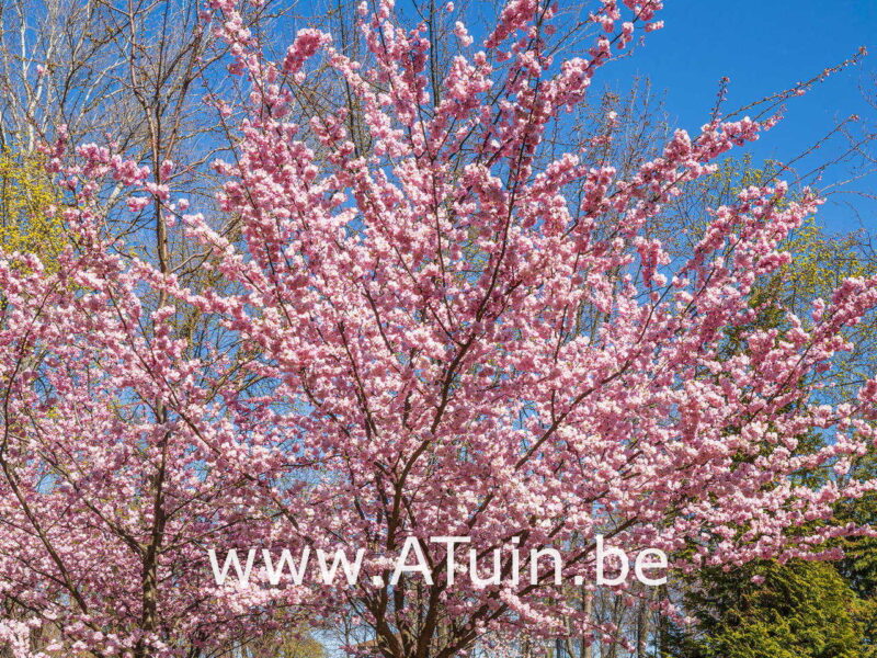Prunus sargentii - Japanse kerselaar - Bloei