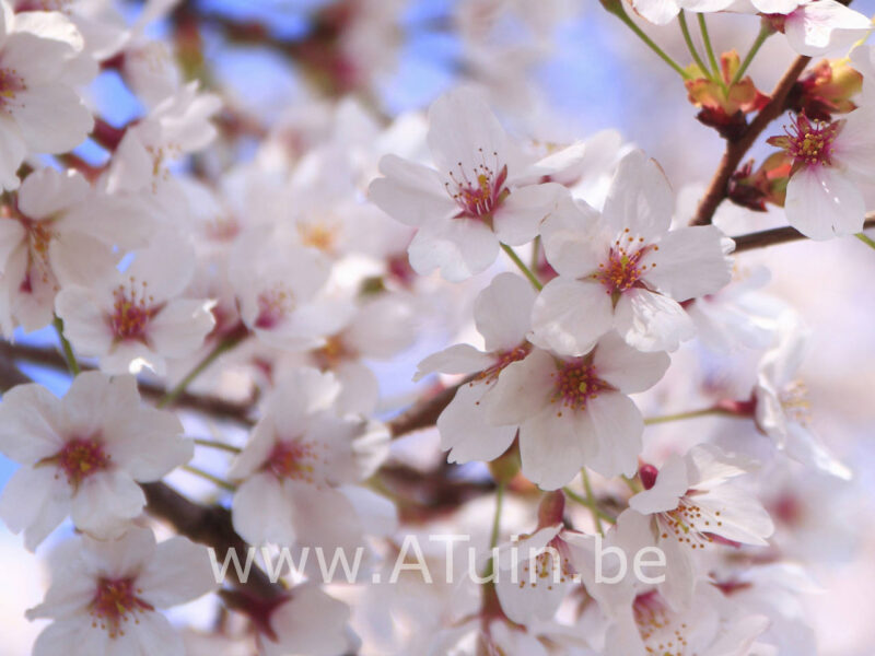 Prunus yedoensis - Japanse kerselaar
