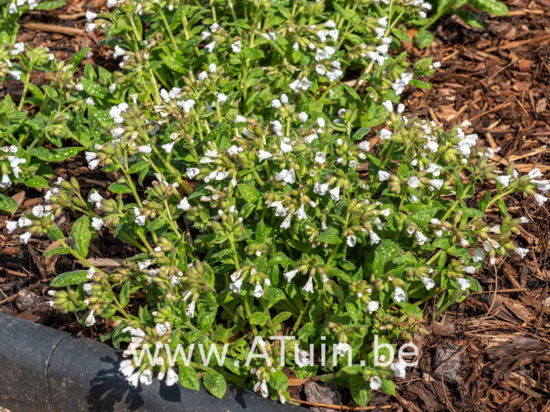 Pulmonaria officinalis 'Sissinghurst White' - Longkruid