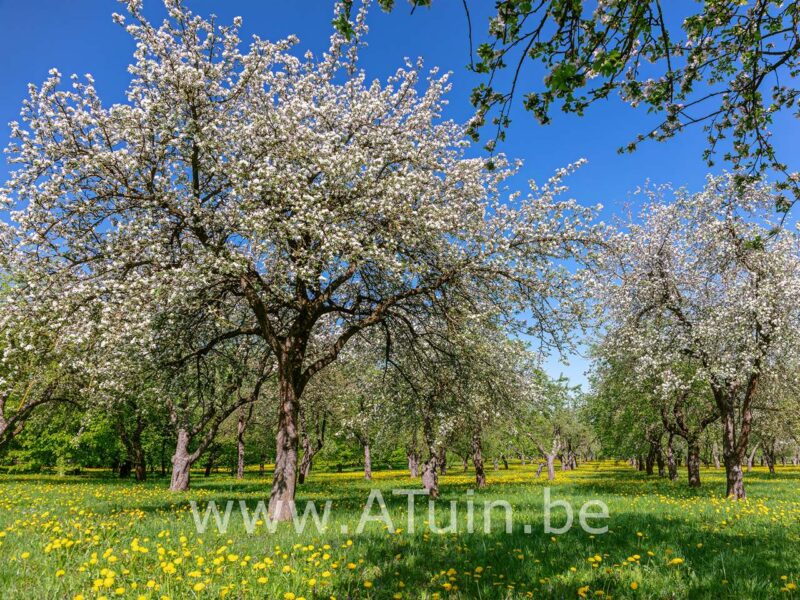 Pyrus communis 'Comtesse de Paris' - Perelaar - Bloei