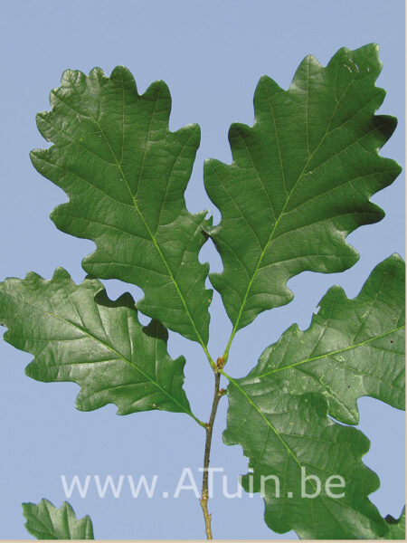 Quercus petraea - Wintereik - Blad