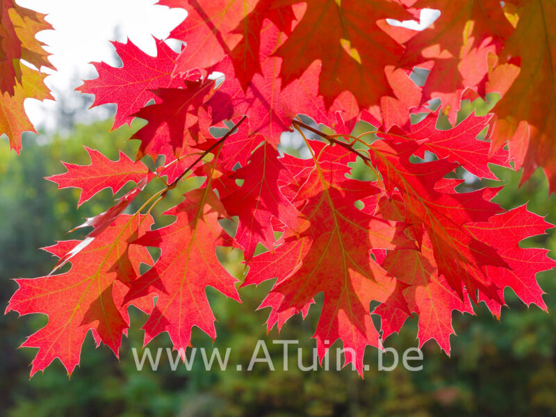 Quercus rubra - Amerikaanse Eik - Blad herfst