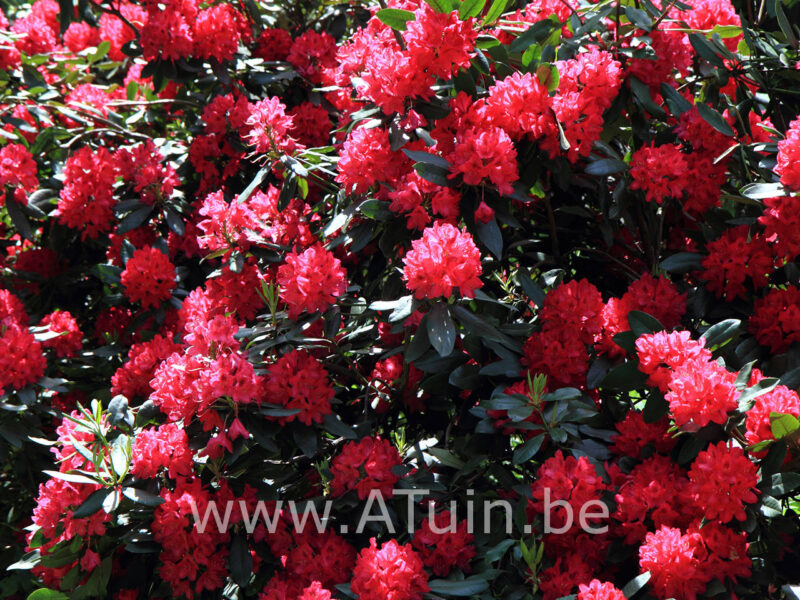 Rhododendron 'Elizabeth' - Bloei