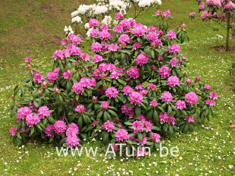 Rhododendron yakushimanum