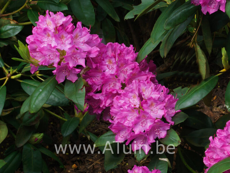 Rhododendron yakushimanum - Bloei