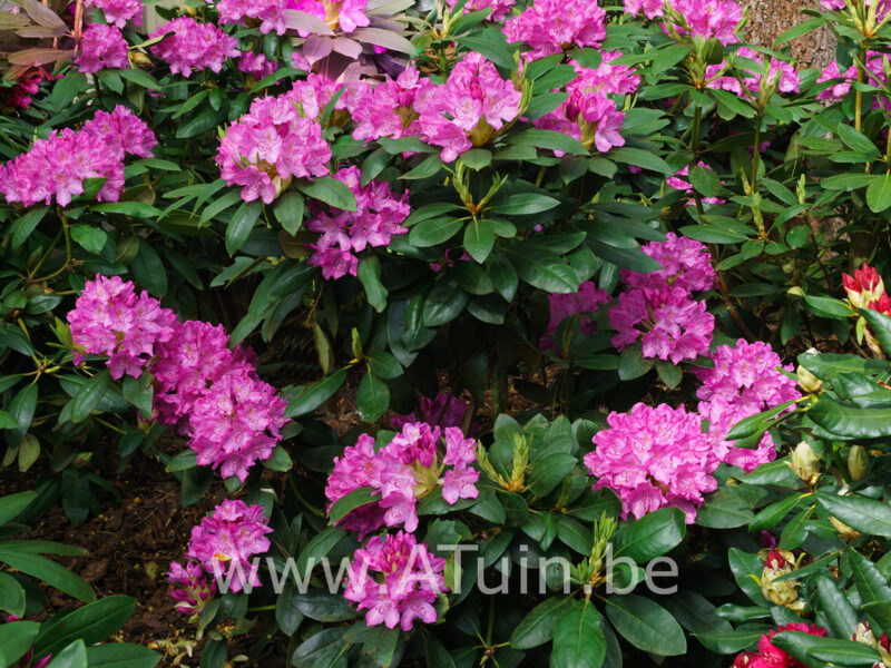 Rhododendron yakushimanum