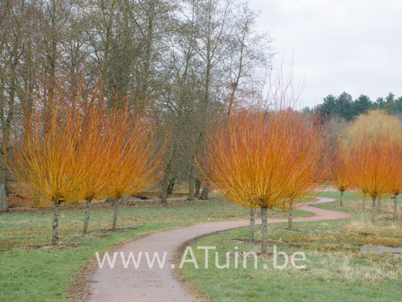 Salix alba 'Chermesina' - Oranje Schietwilg