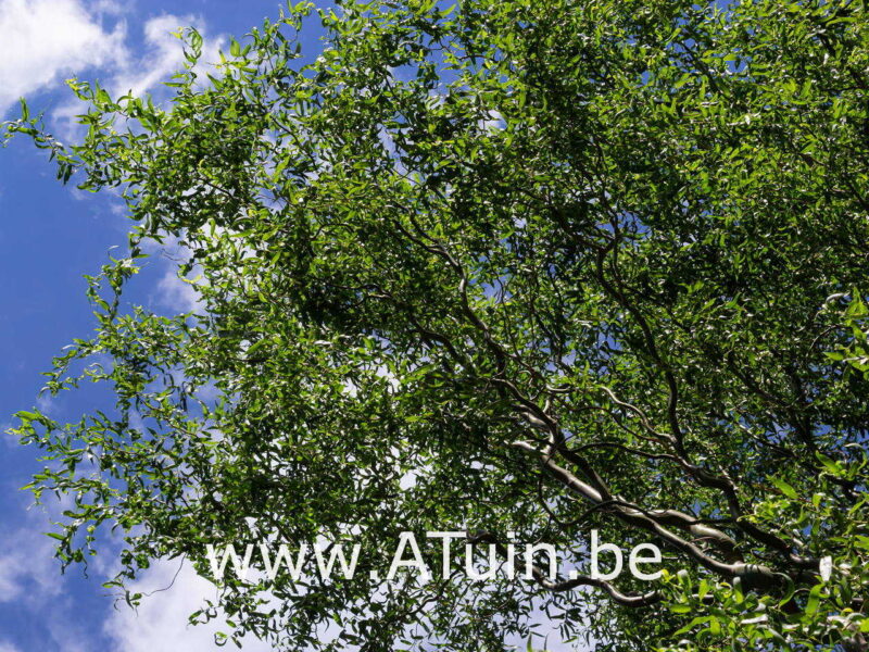 Salix babylonica 'Tortuosa' - Krulwilg