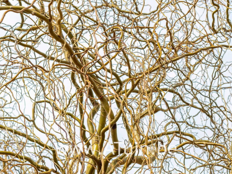 Salix babylonica 'Tortuosa' - Krulwilg - Takken