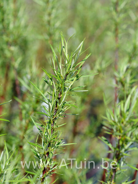 Salix elaeagnos 'Angustifolia' - Rozemarijnwilg