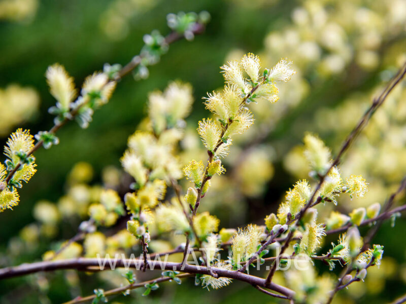 Salix repens nitida - Kruipwilg
