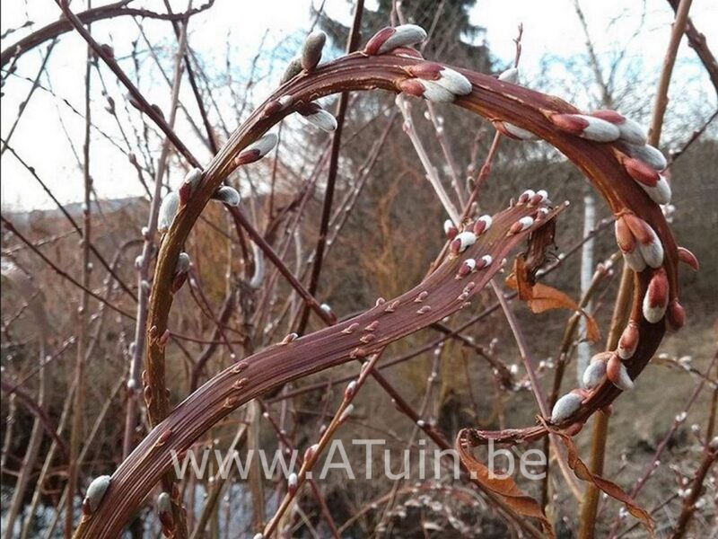 Salix udensis 'Sekka' - Bandwilg