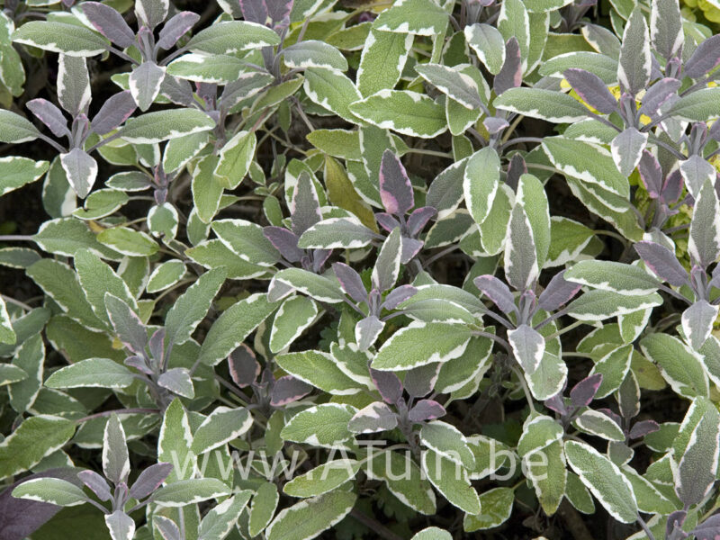 Salvia officinalis 'Tricolor' - Echte Salie