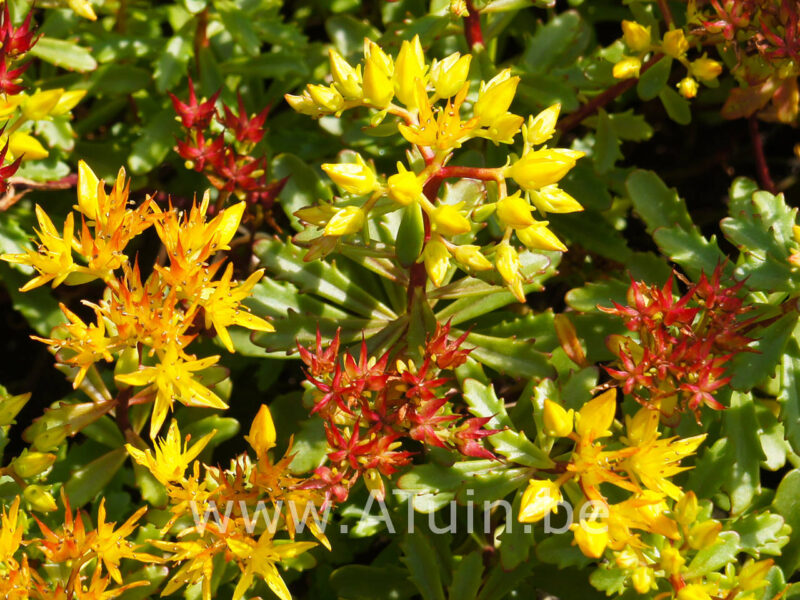 Sedum floriferum 'Weihenstephaner Gold' - Vetkruid