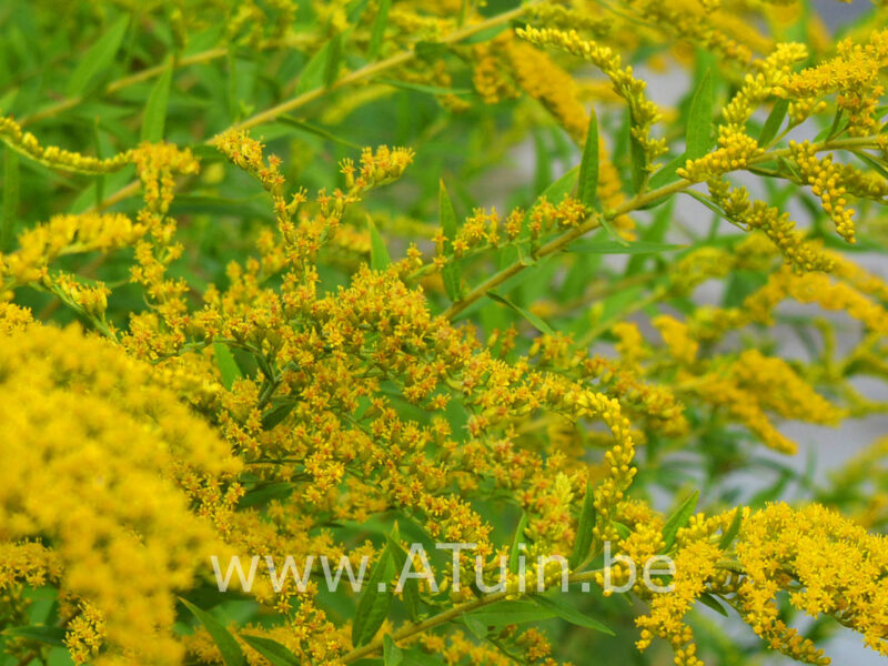 Solidago 'Goldkind' - Guldenroede