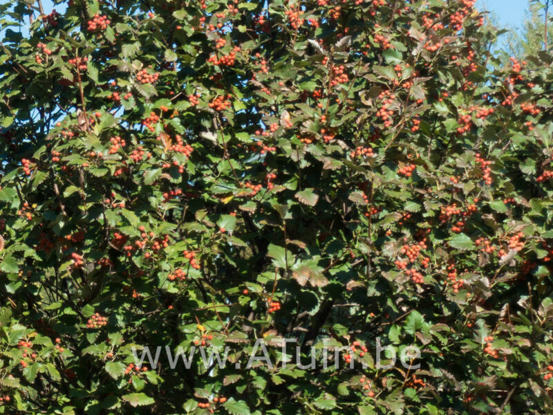 Sorbus intermedia 'Brouwers' - Lijsterbes