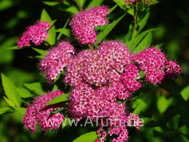 Spiraea japonica 'Froebelii' - Spierstruik