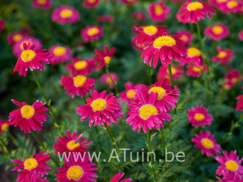 Tanacetum 'James Kelway' - Pyrethrum