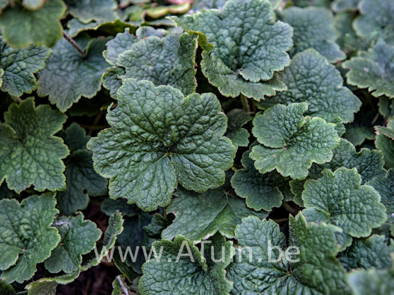 Tellima grandiflora 'Rubra' - Mijterloof