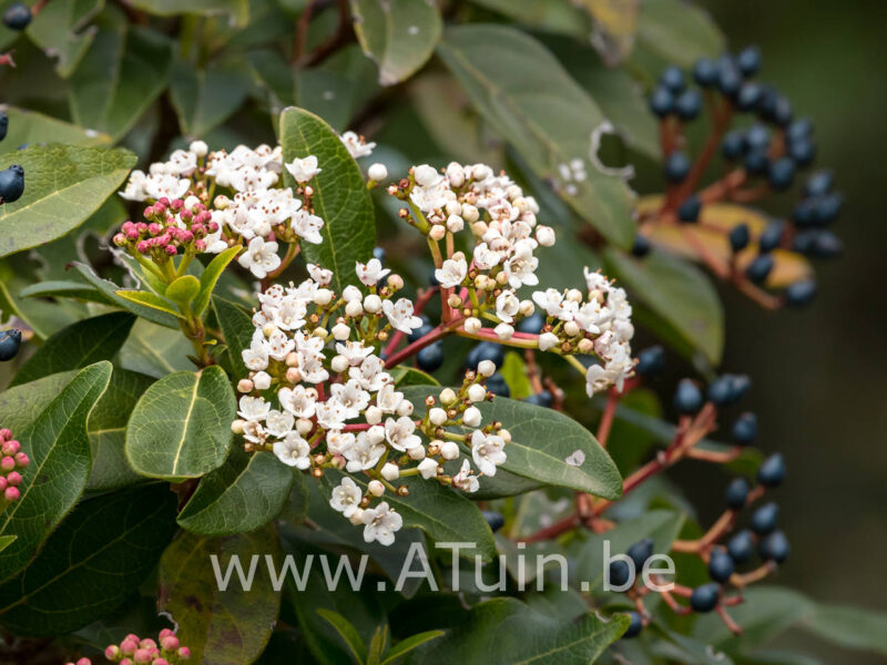 Viburnum tinus 'Eve price' - Sneeuwbal - Bloem