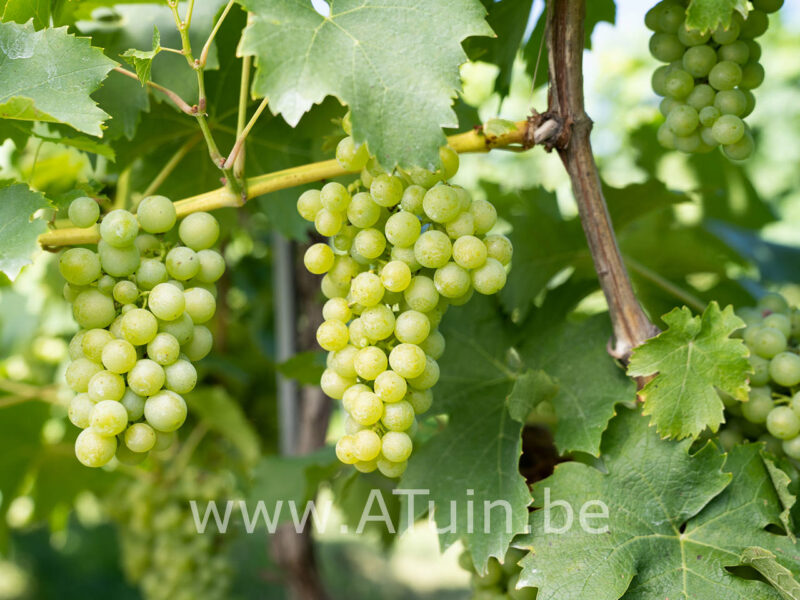 Vitis 'Vroege van der Laan' - Witte druivelaar