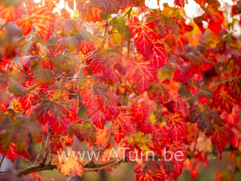 Vitis 'Vroege van der Laan' - Witte druivelaar - Blad herfst