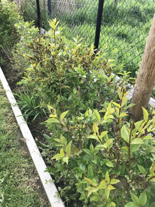 ligustrum ovalifolium