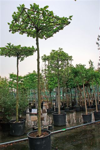 Dakplataan - Platanus acerifolia