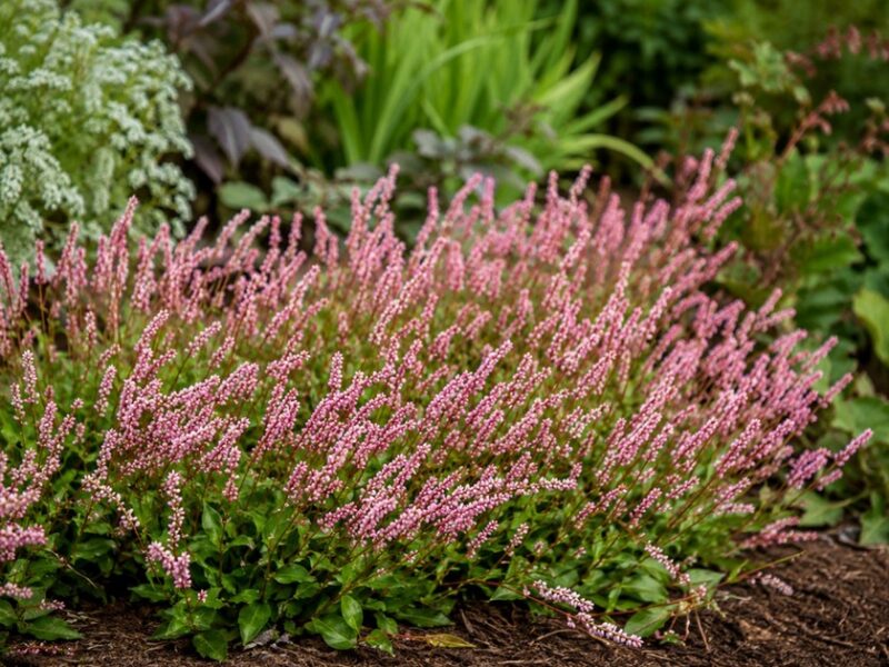 Persicaria vacciniifolia - Duizendknoop