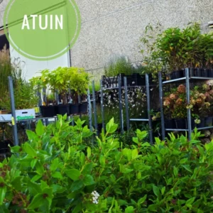 atuin-assortiment-planten-online-tuincentrum Ruim assortiment verse tuinplanten en sierheesters bij ATuin