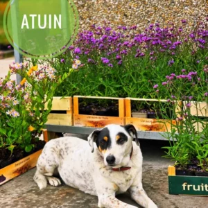 atuin-bloeiende-tuinplanten-Joepi Bloeiende tuinplanten en Joepi bij ATuin online tuincentrum