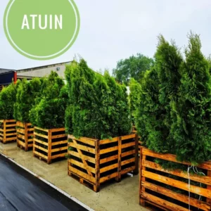 atuin-coniferen-haagplanten-in-kratten Coniferen en haagplanten in houten kratten bij ATuin online tuincentrum