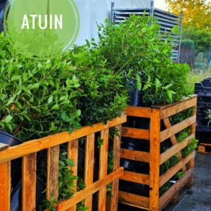 atuin-groenblijvende-haagplanten-houten-boxen Groenblijvende haagplanten in houten kratten bij ATuin online tuincentrum
