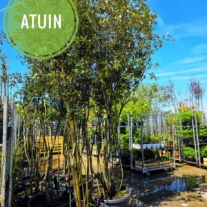 atuin-meerstammige-bomen-plantenassortiment Meerstammige bomen en ruim plantenassortiment bij ATuin online tuincentrum